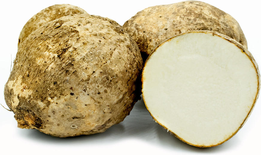 Name Root picture