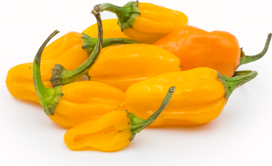 Datil Chile Peppers picture