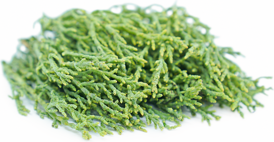 Iodine Bush picture