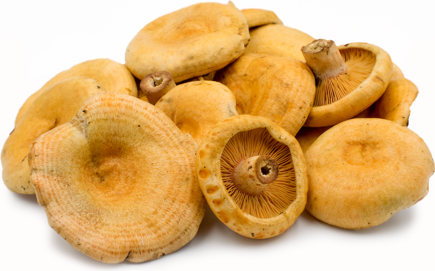 Saffron Milk Cap Mushrooms picture