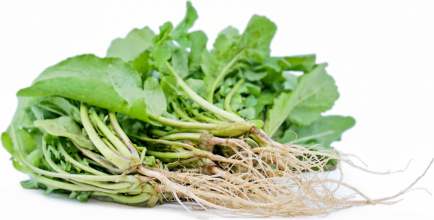 Foraged Wild Arugula Roots picture