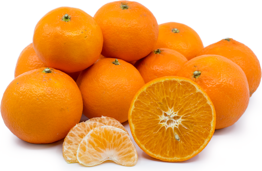 Fortune Tangerines Information and Facts
