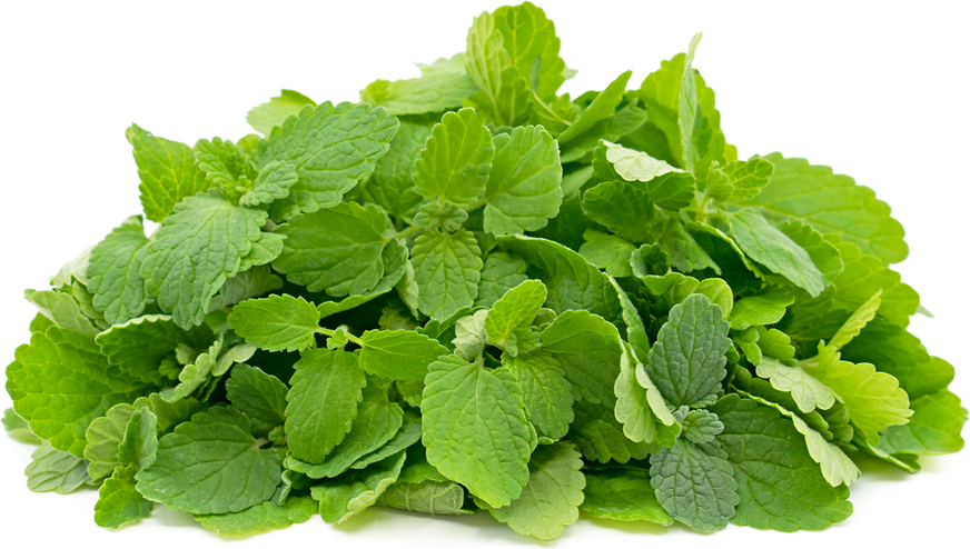 Italian Mint picture