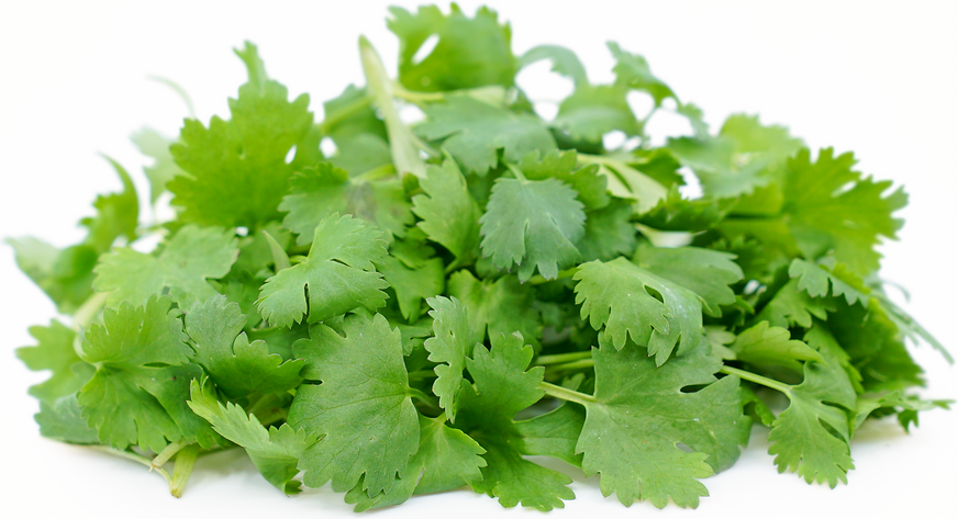 Petite® Cilantro™ picture