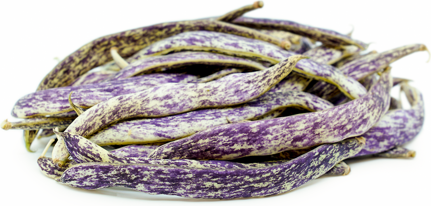 Dragon Tongue Beans picture