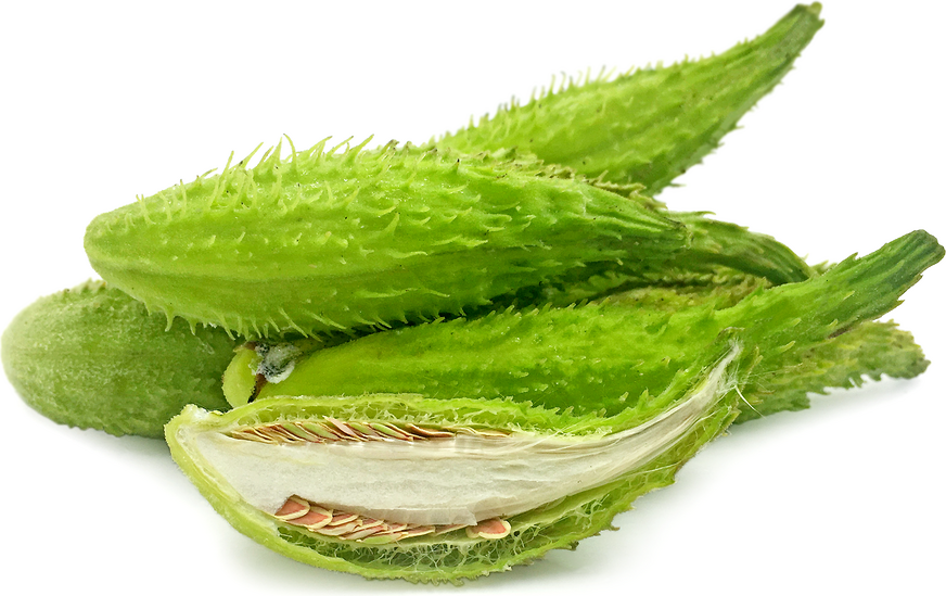 Foraged Milkweed Pods picture
