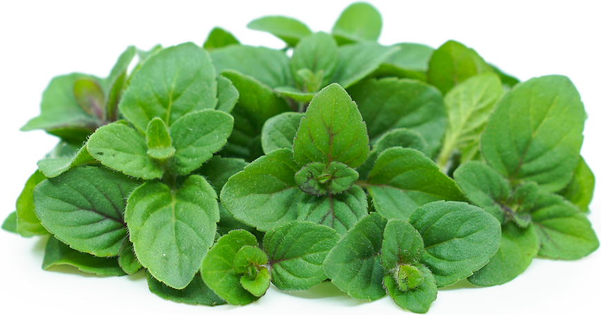 Wintergreen Mint picture