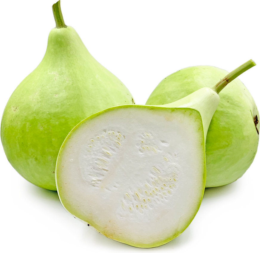 Upo Squash picture