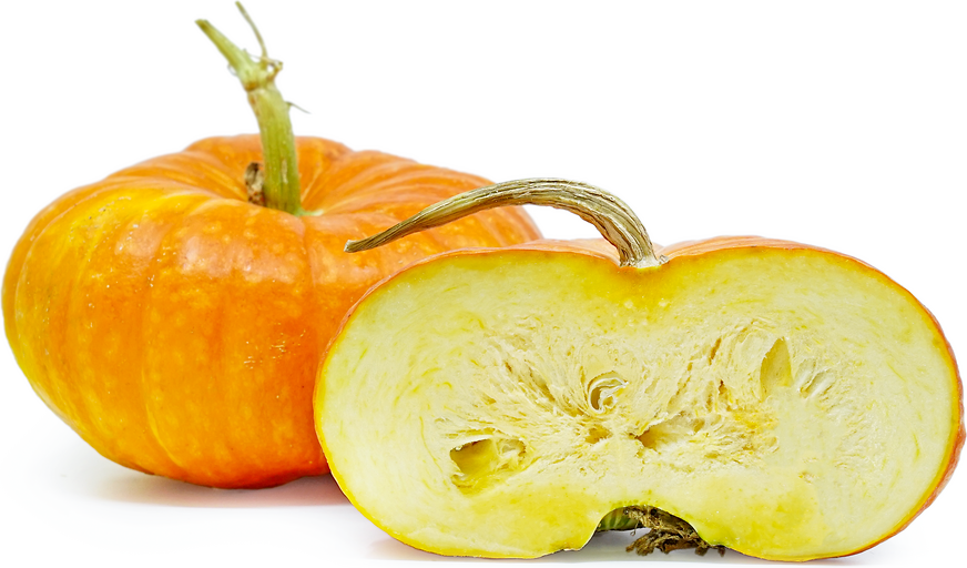 Rouge Vif d'Etampes Squash picture