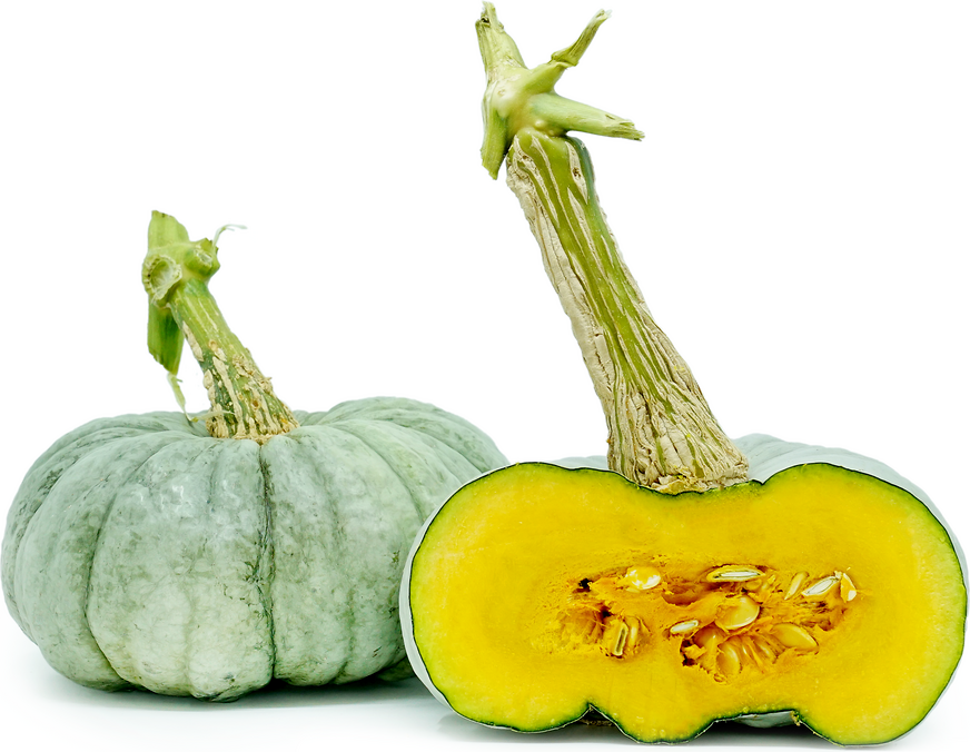 Pancienta Squash picture