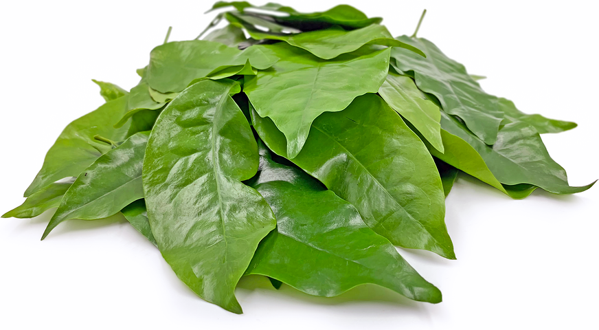 Melinjo Leaves picture