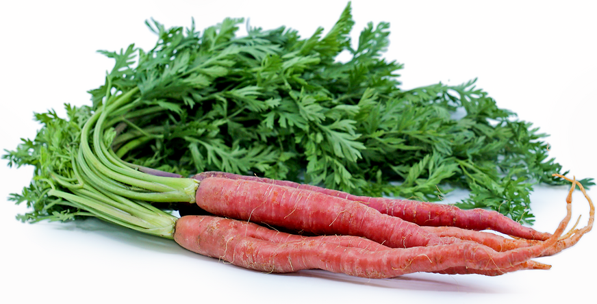 Red Bunch Carrots picture