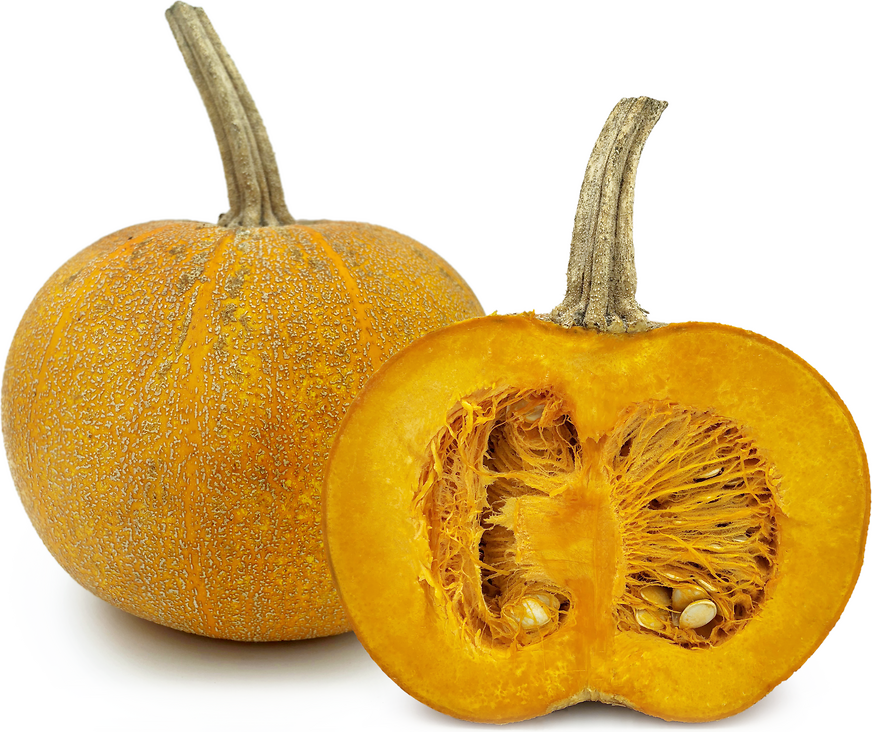 Winter Luxury Squash picture