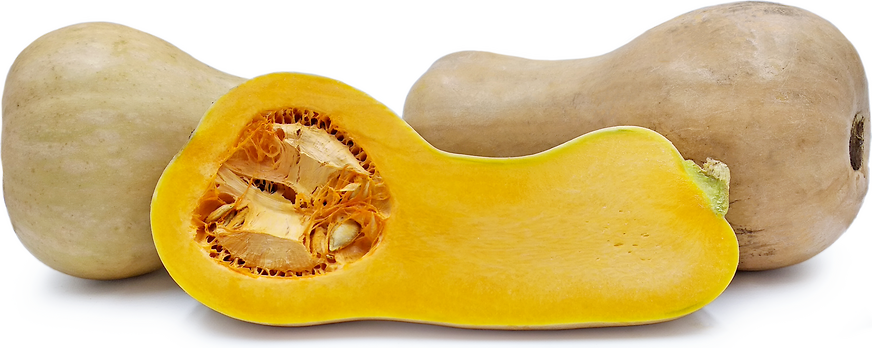 Pumpkin Butter Squash picture