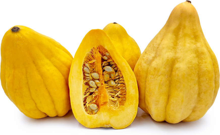Thelma Sanders Squash picture