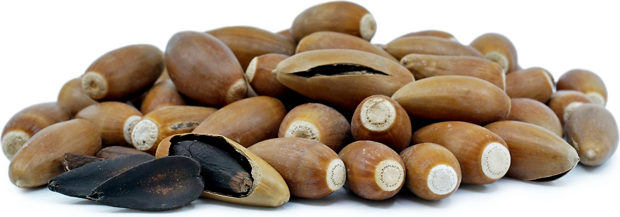 Coastal Live Oak Acorns picture