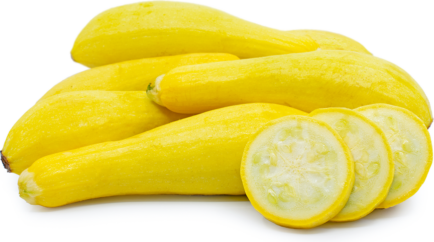 Yellow Straightneck Squash picture