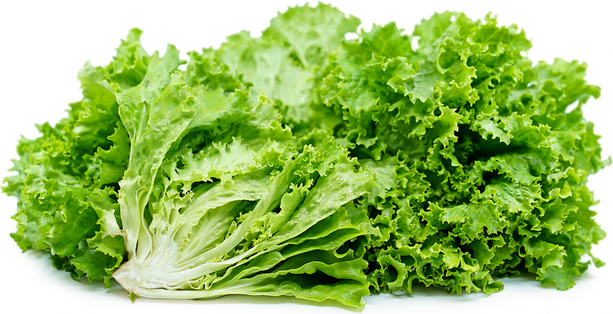 Tropical Lettuce picture