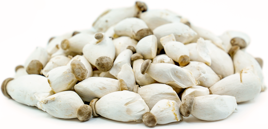 Baby Trumpet Mushrooms picture