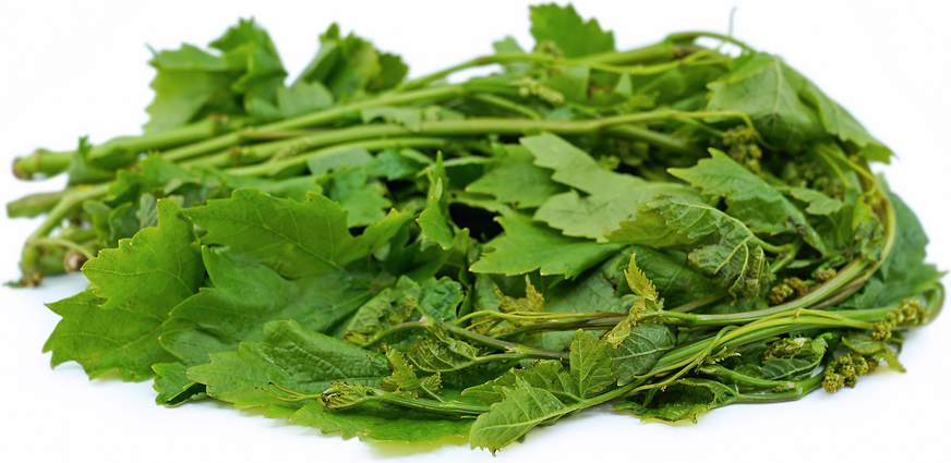 Grape Leaf Sprouts picture