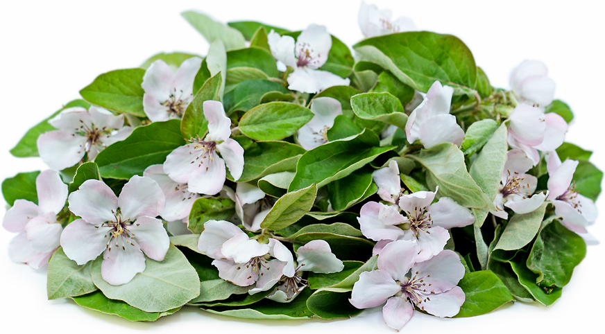Quince Blossoms picture