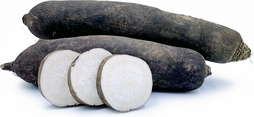 Black Mooli Radish picture