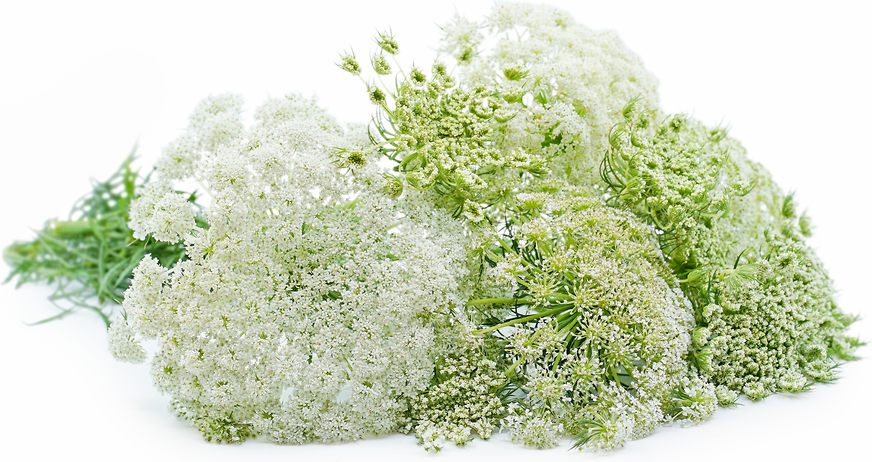 Carrot Flowers picture
