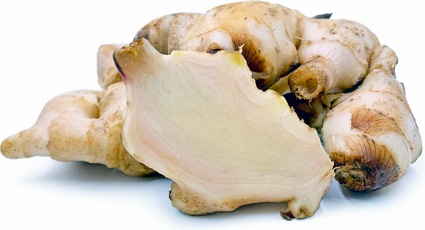 Shouga Ginger picture