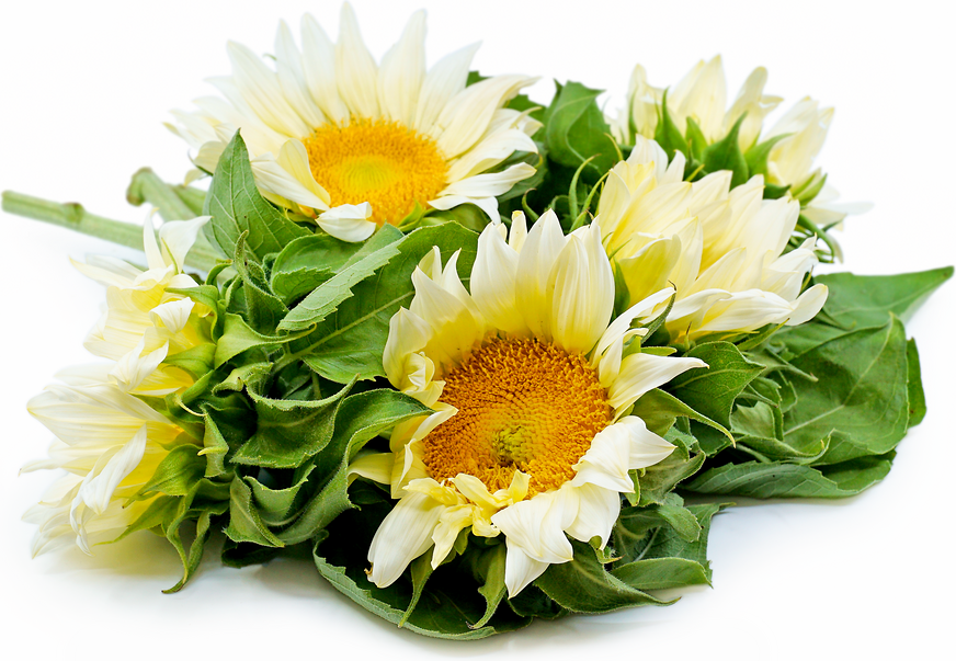 White Sunflowers picture