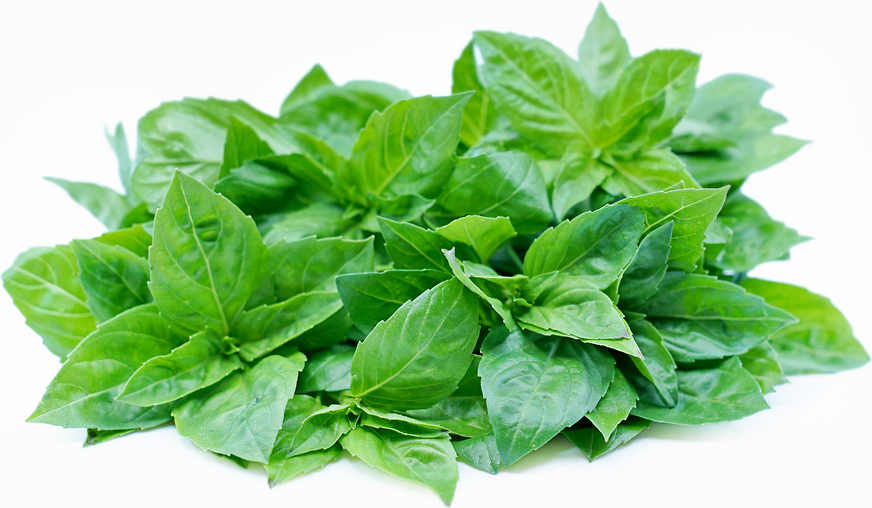 Genovese Basil picture