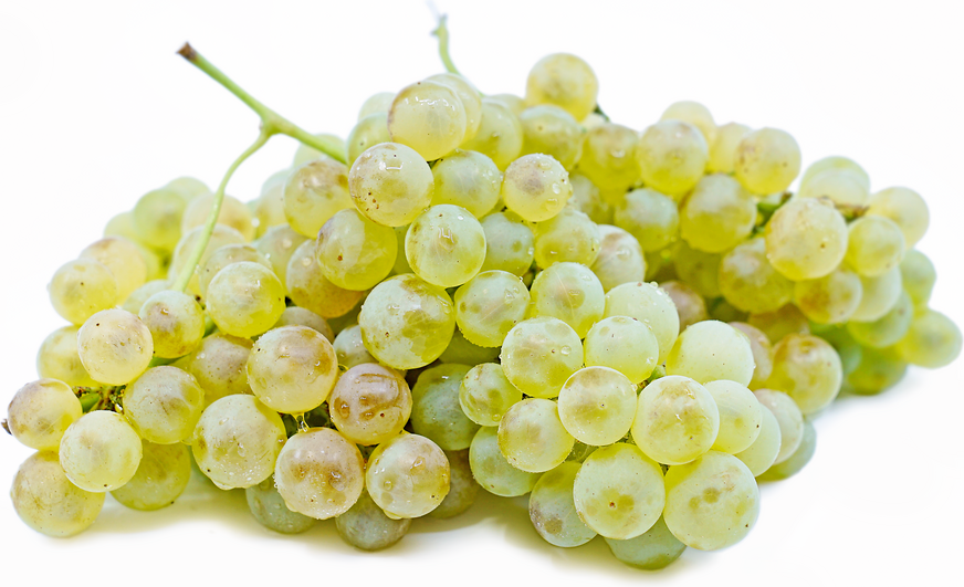 Chasselas Dove Grapes picture