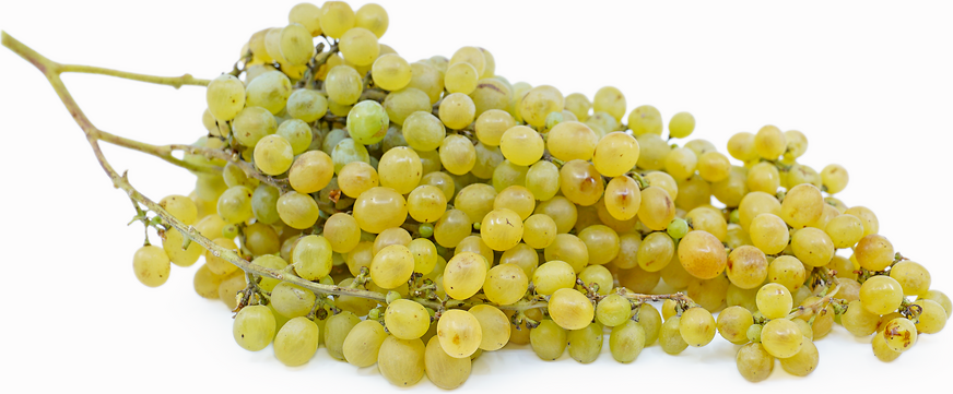 Nehelescol Grape picture