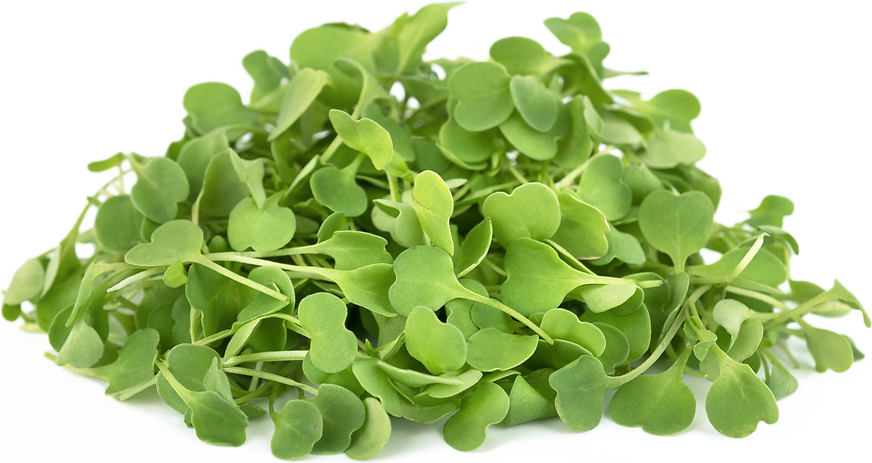 Micro Arugula picture