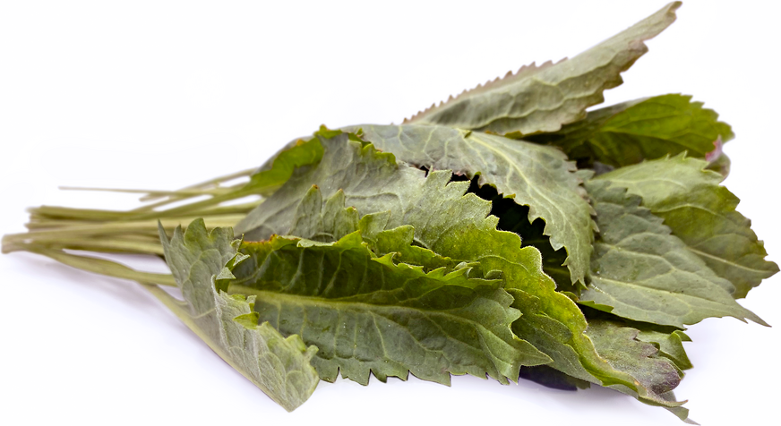 Wasabe Leaves picture