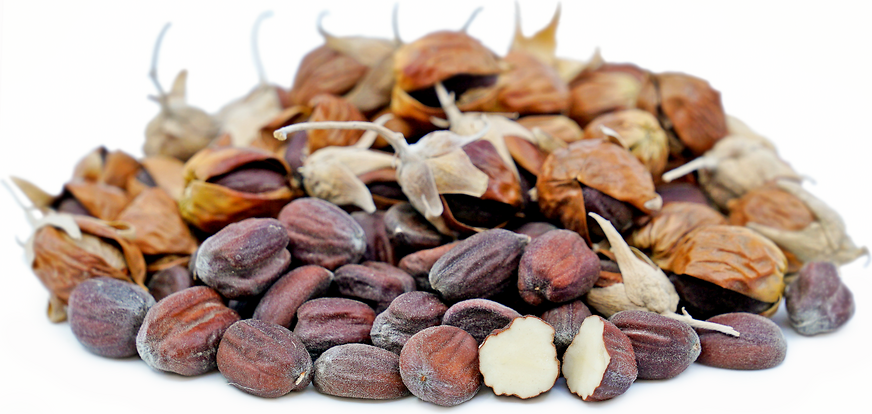 Jojoba Nuts picture