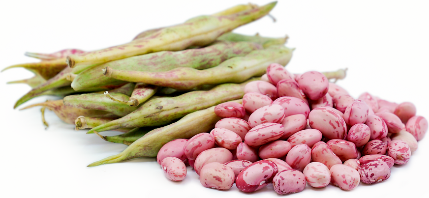 Vermont Cranberry Beans picture