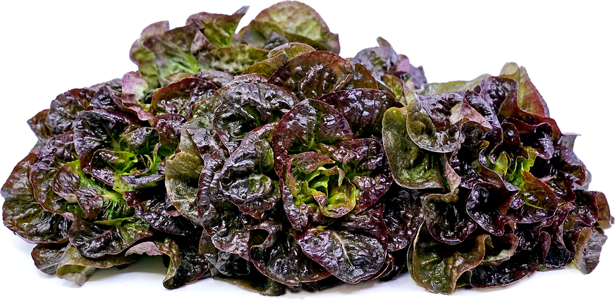 Cegolaine Lettuce picture
