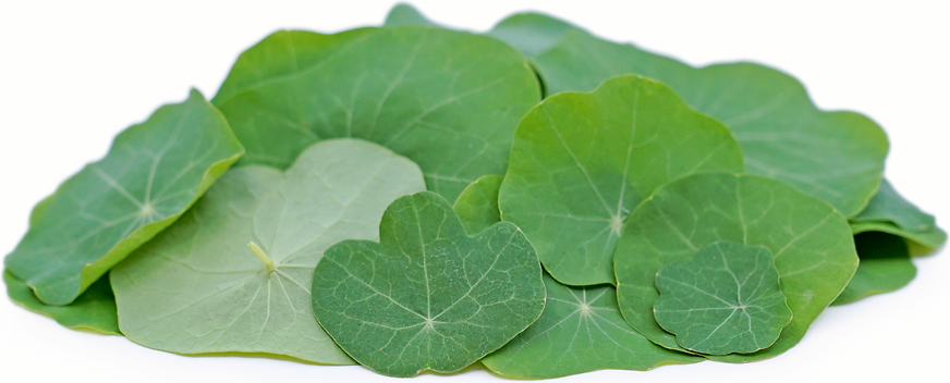Nasturtium Leaves picture