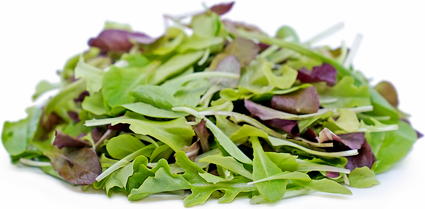 Yankee Blend Lettuce picture