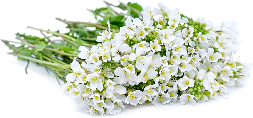 Wasabula Flowers picture