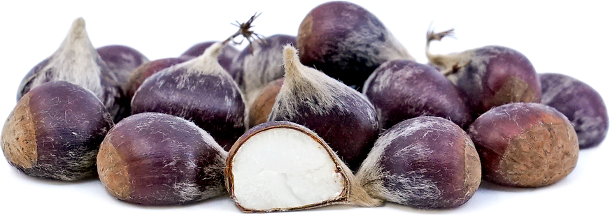 American Chestnut Seeds picture