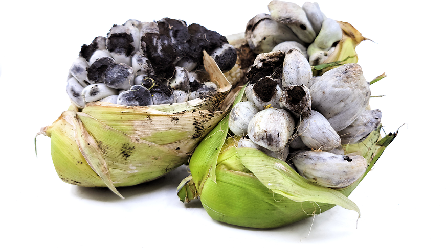 Huitlacoche Mushrooms picture