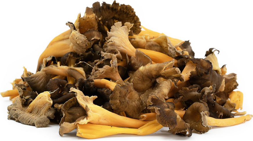 Yellow Foot Chanterelle Mushrooms picture