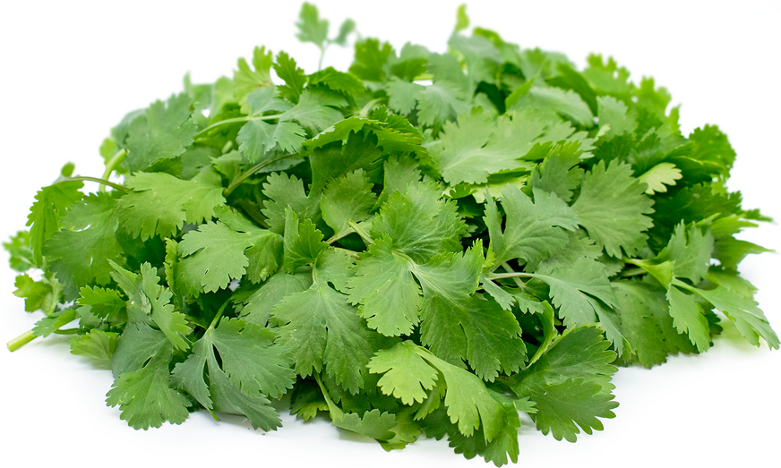 Cilantro picture