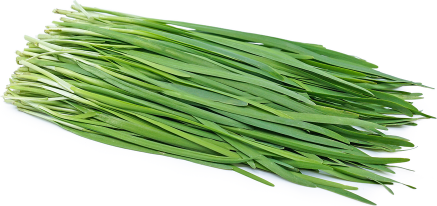Garlic Chives picture