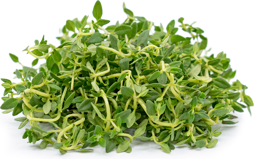 Lemon Thyme picture