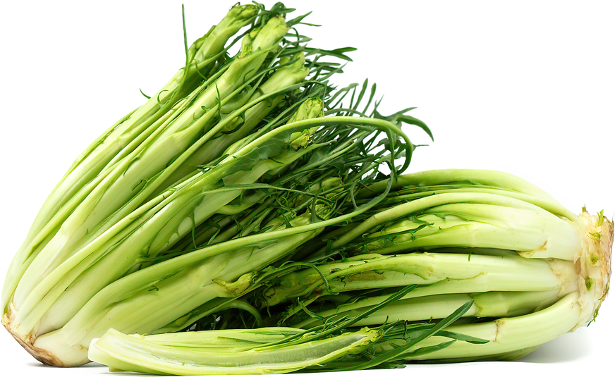 Puntarelle picture