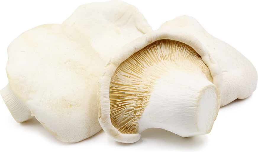 Abalone Mushrooms Information, Recipes and Facts