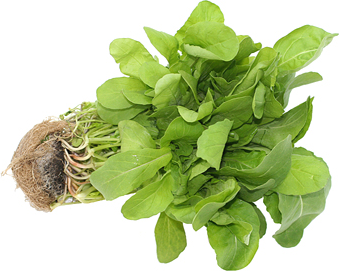 Arugula Hydroponic picture