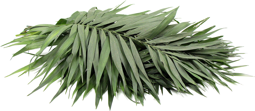 Palm Leaves Information, Recipes and Facts